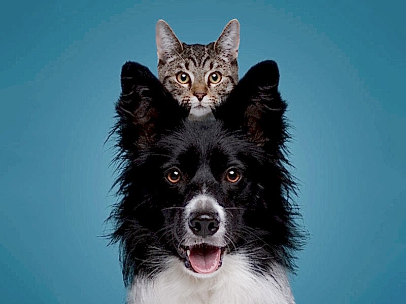 pet iris fotoğraf çekimi
